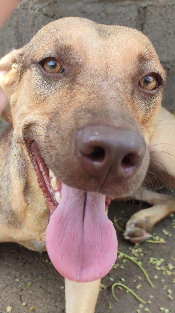 Enlarge Brownie, a Adoptable mixed breed in San Diego, CA image 3/6