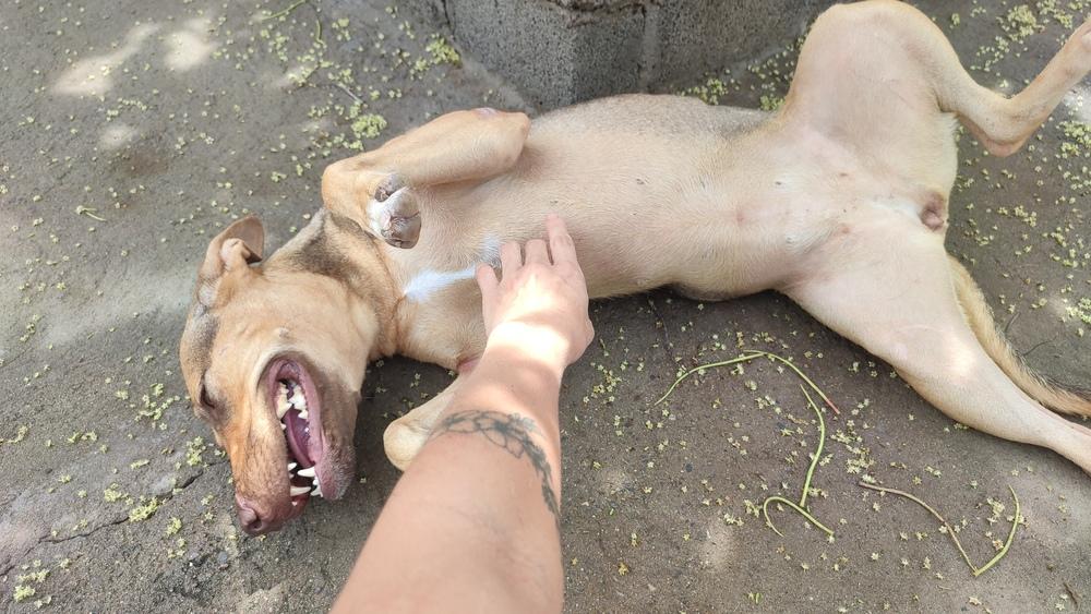 Enlarge Brownie, a Adoptable mixed breed in San Diego, CA image 4/6