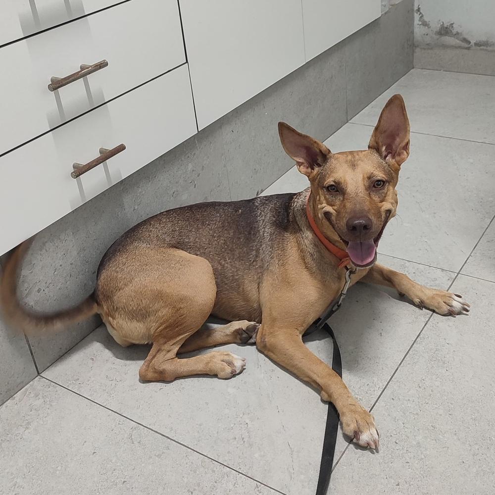 Enlarge Brownie, a Adoptable mixed breed in San Diego, CA image 5/6