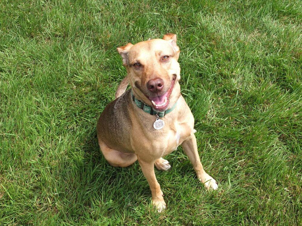 Brownie, a Adoptable mixed breed in San Diego, CA image 6/6