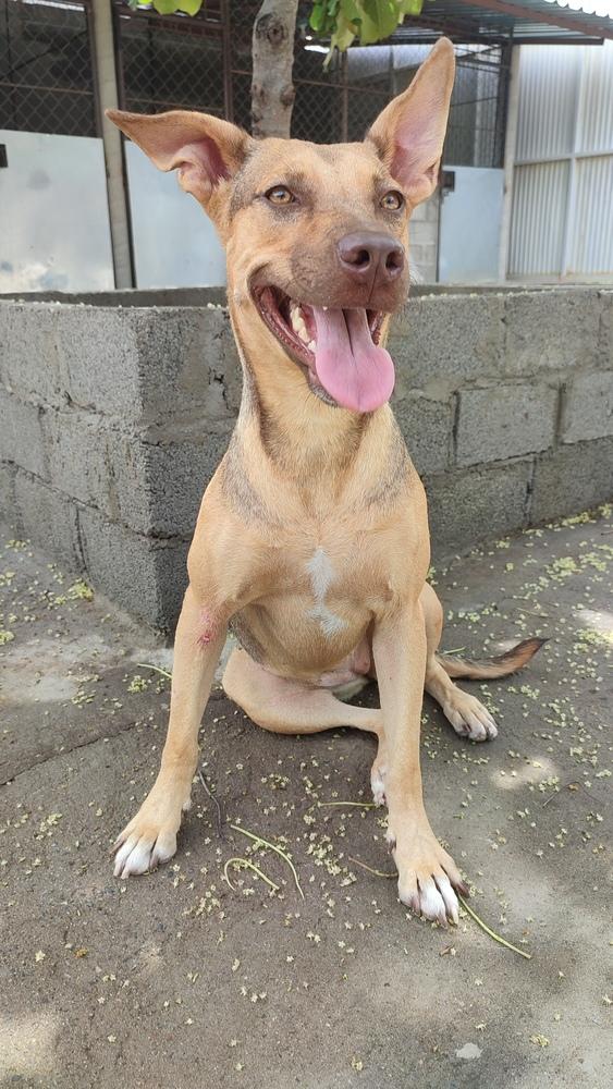 Enlarge Brownie, a Adoptable mixed breed in San Diego, CA image 6/6