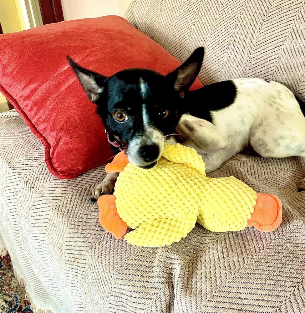 Dominic, Adoptable, Young Male Rat Terrier.