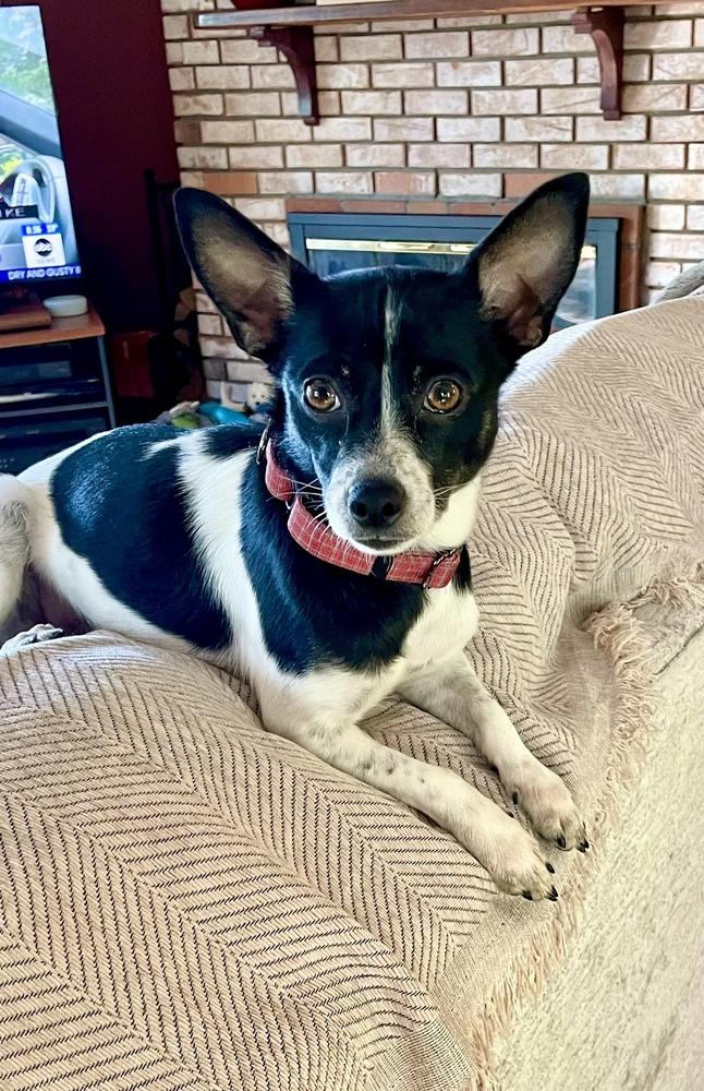Enlarge Dominic, a Adoptable mixed breed in Greenlawn, NY image 2/6