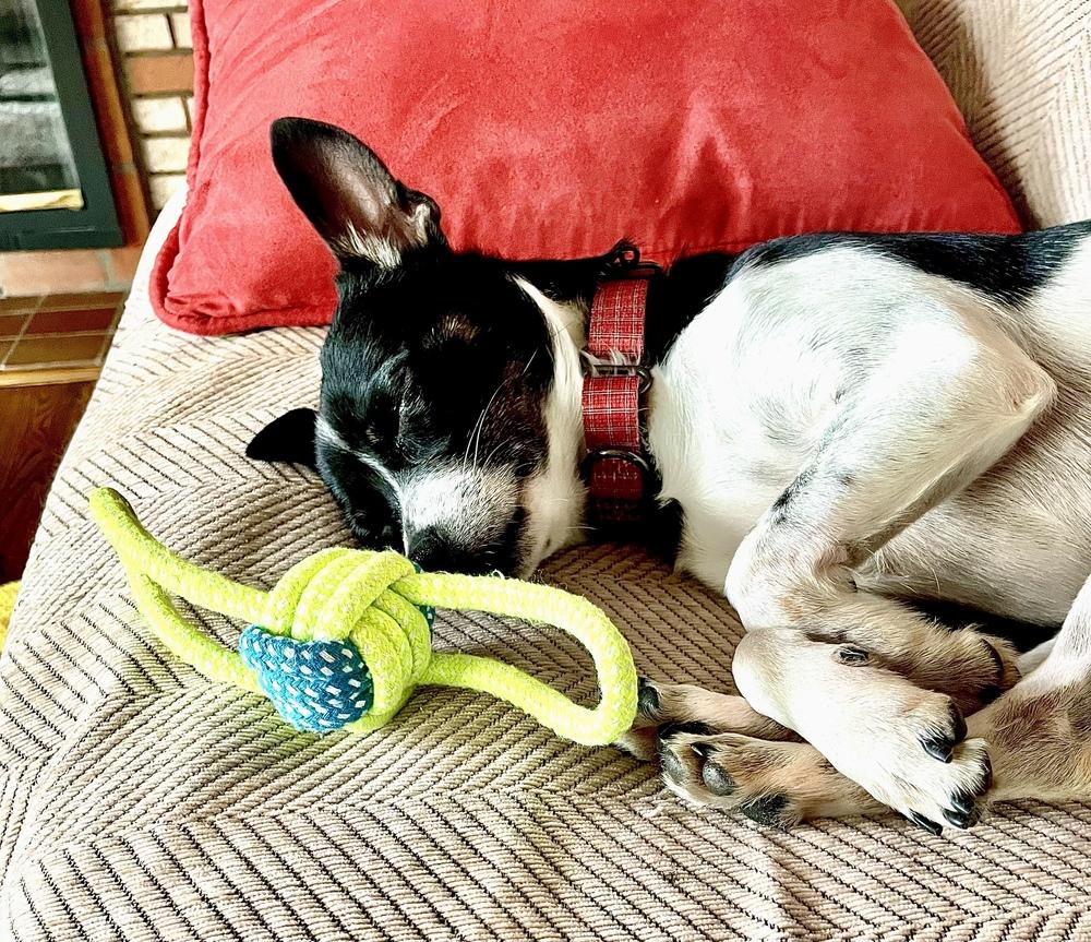 Enlarge Dominic, a Adoptable mixed breed in Greenlawn, NY image 6/6