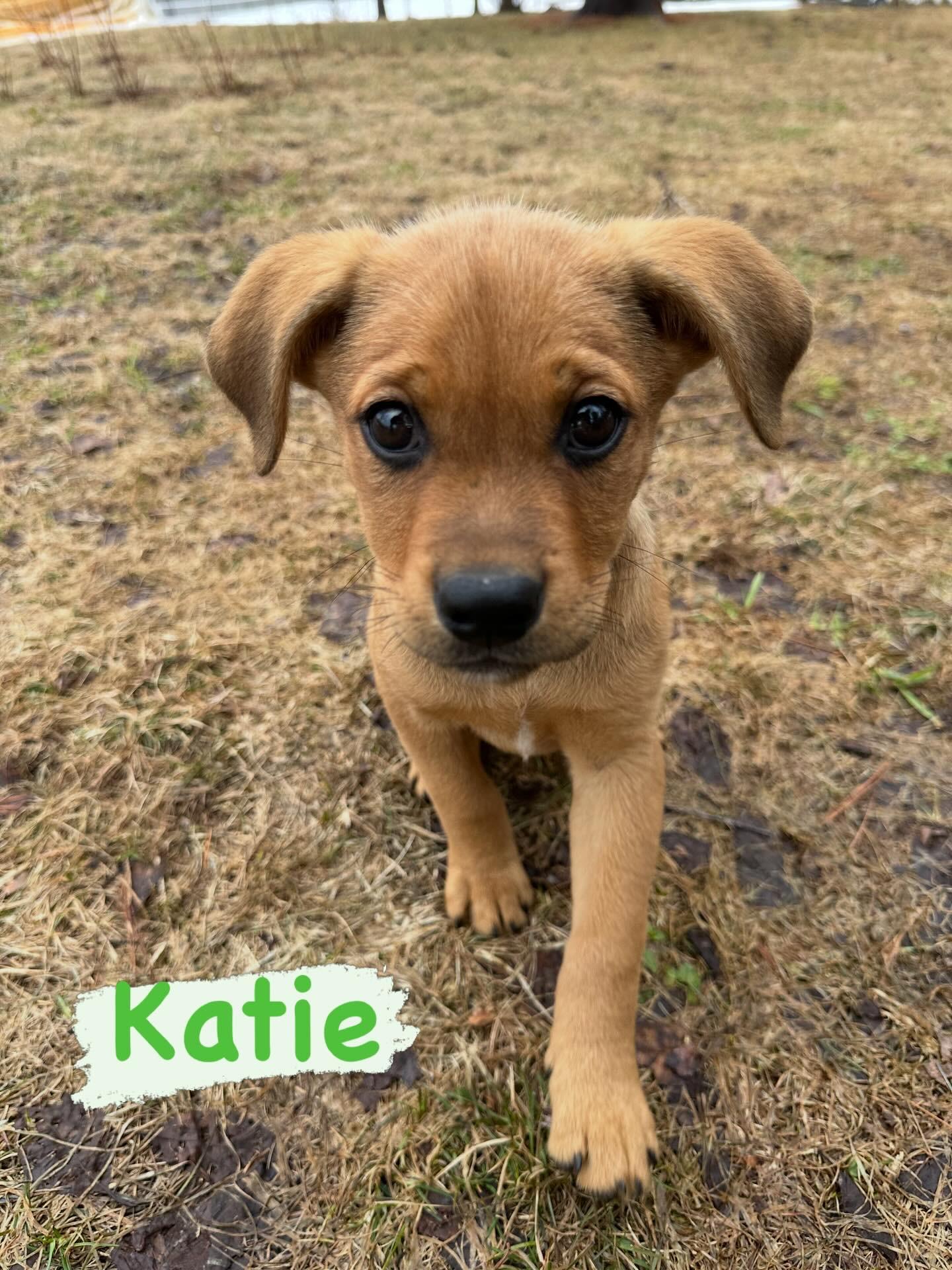 Enlarge Katie, an adopted mixed breed in Iron River, MI image 1/1