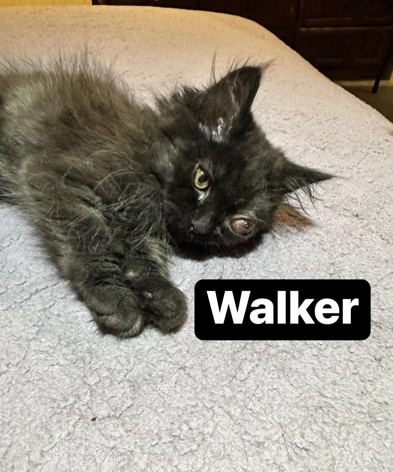 Walker, a Adoptable Domestic Long Hair in Absecon, NJ image 1/3