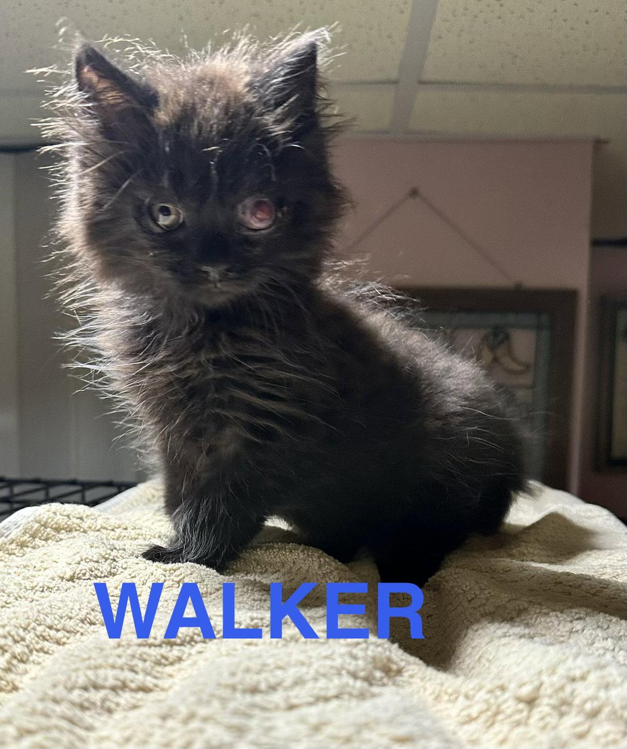 Walker, a Adoptable Domestic Long Hair in Absecon, NJ image 2/3