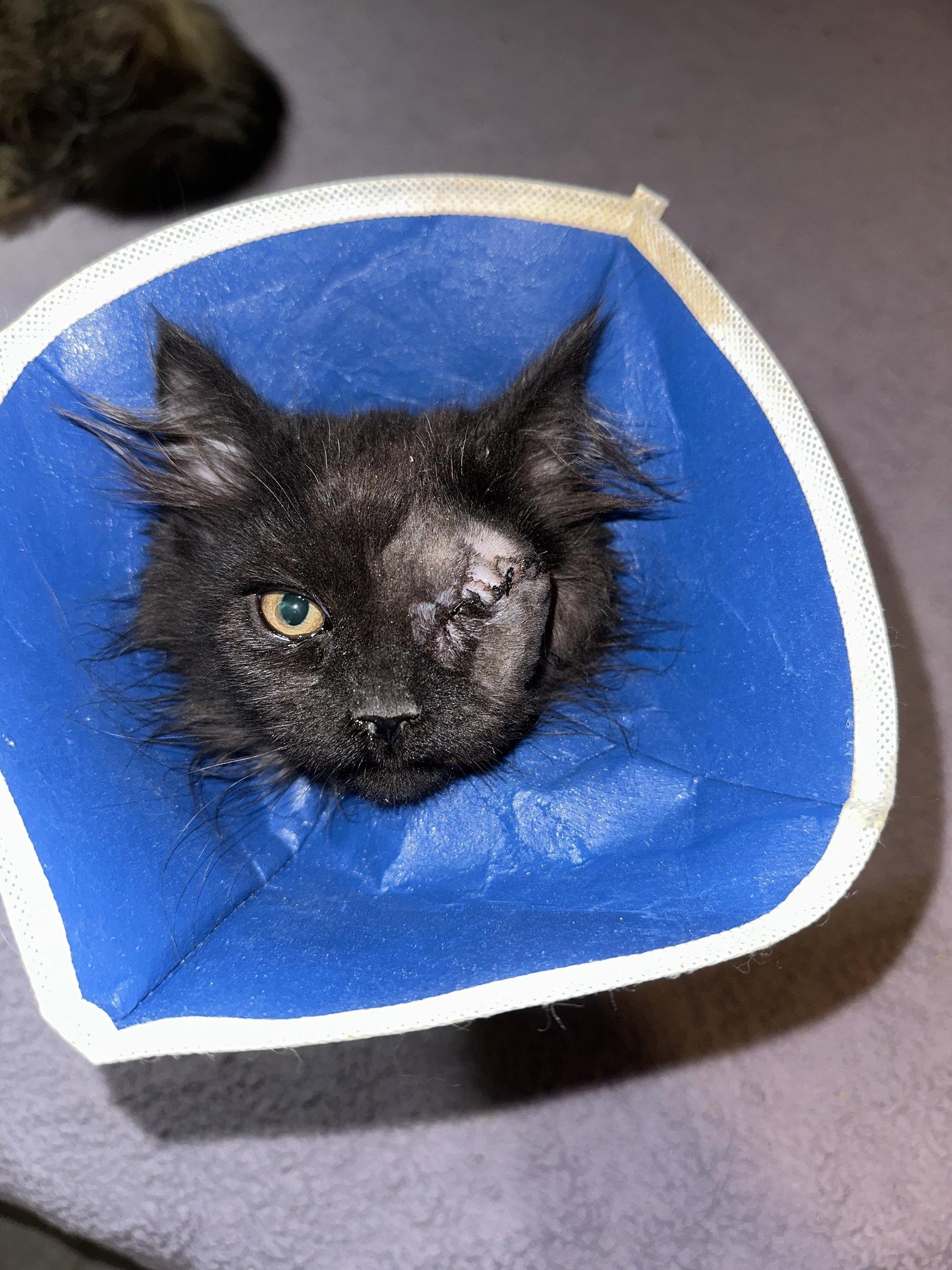 Walker, a Adoptable Domestic Long Hair in Absecon, NJ image 3/3