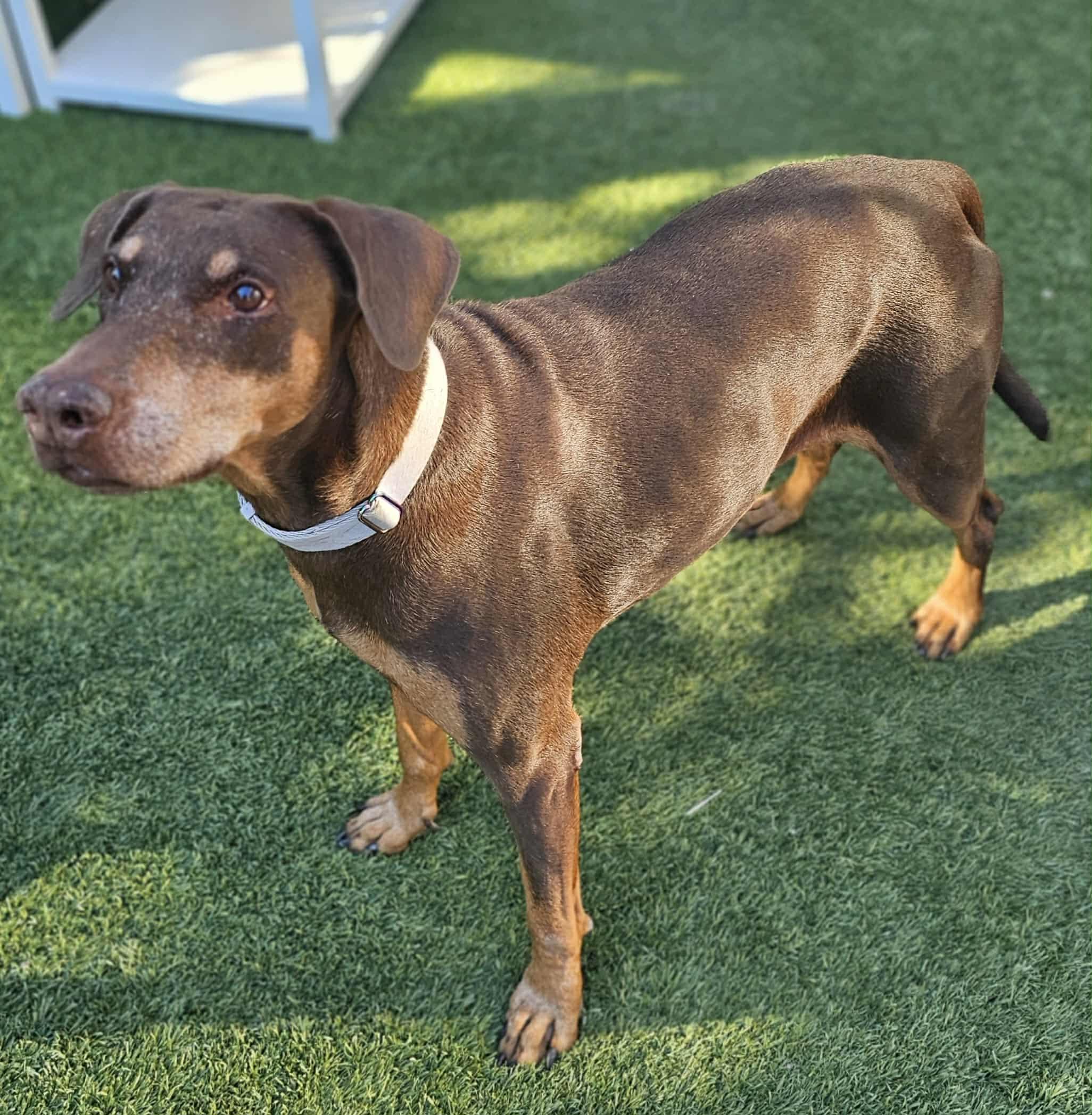 Minnie, a Adoptable mixed breed in Las Vegas, NV image 3/5