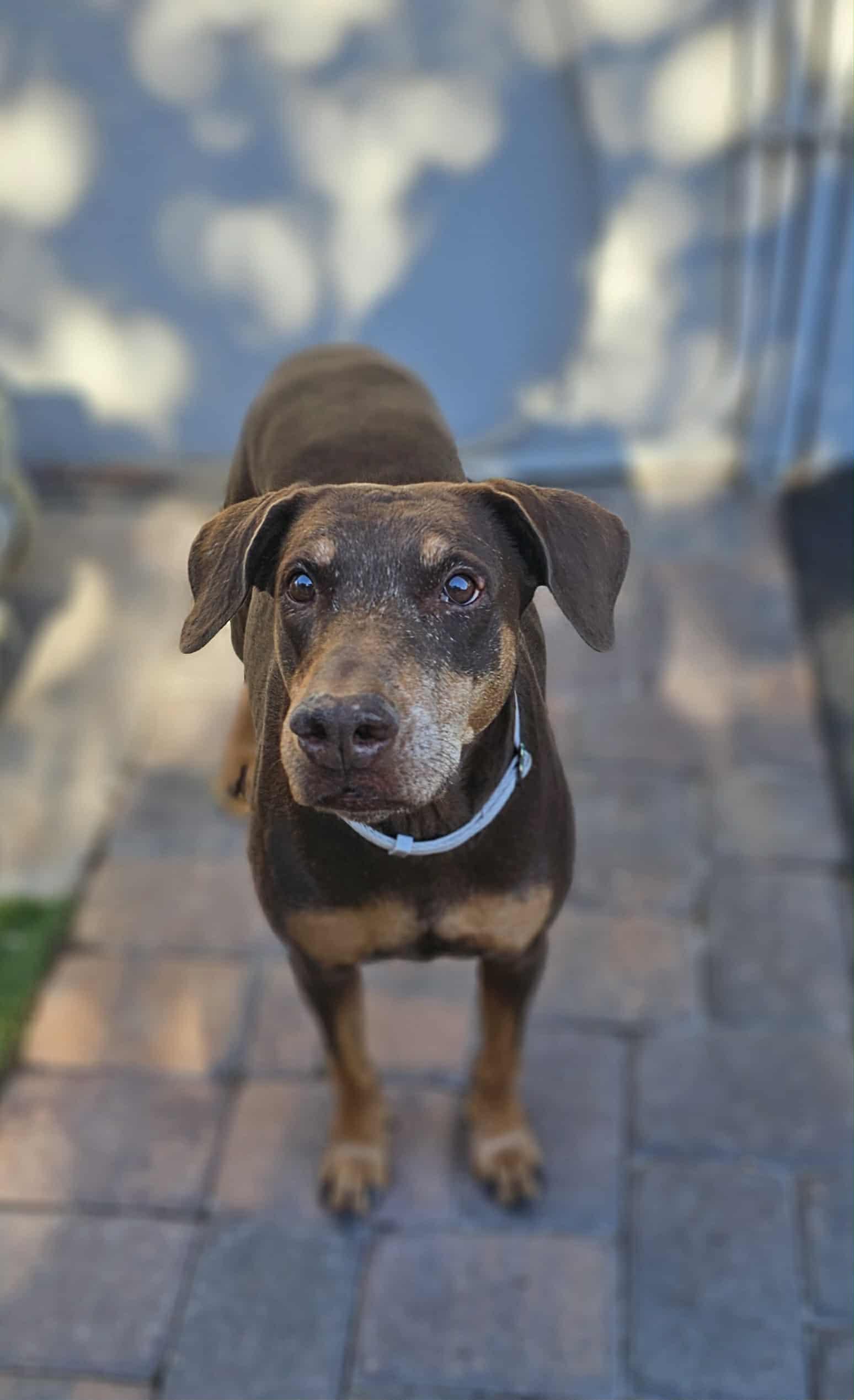 Minnie, a Adoptable mixed breed in Las Vegas, NV image 2/5