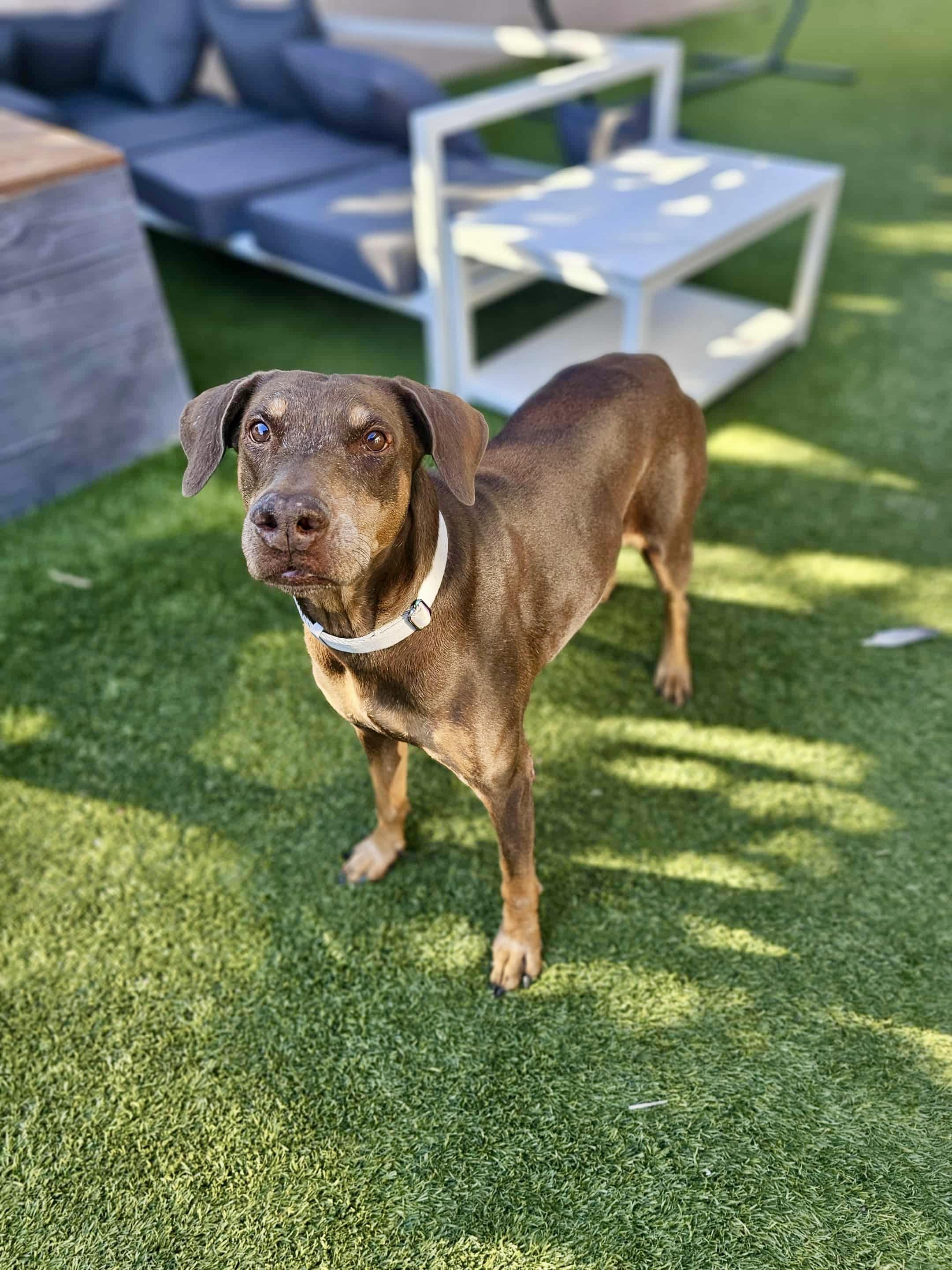 Minnie, a Adoptable mixed breed in Las Vegas, NV image 1/5