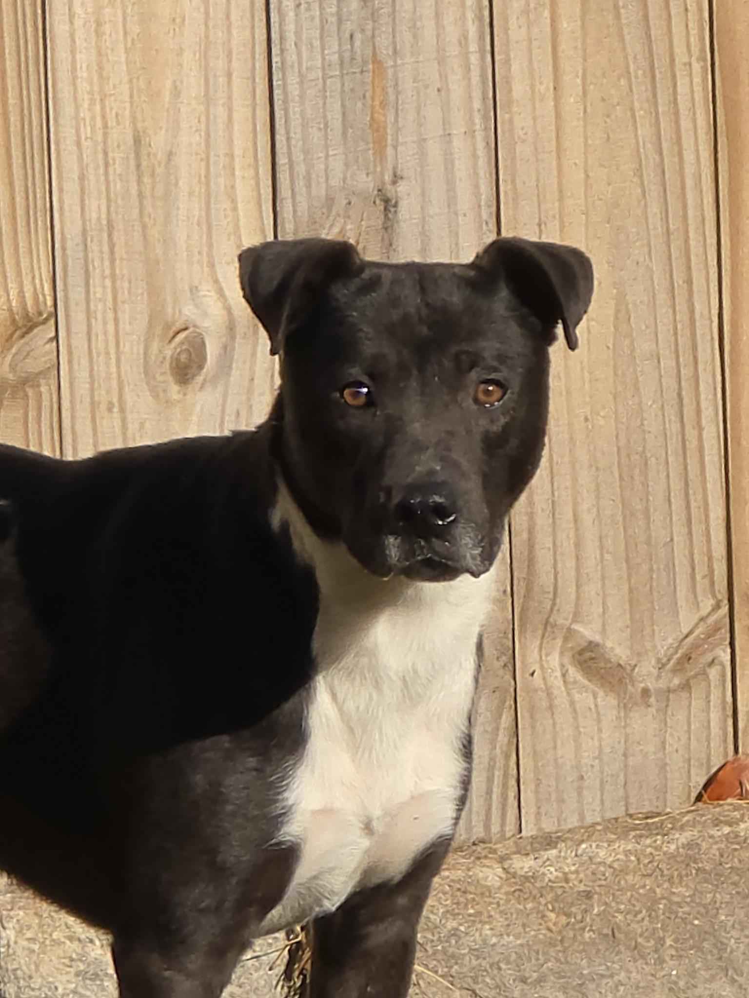 Enlarge Winston, a Adoptable mixed breed in Chase City, VA image 1/1