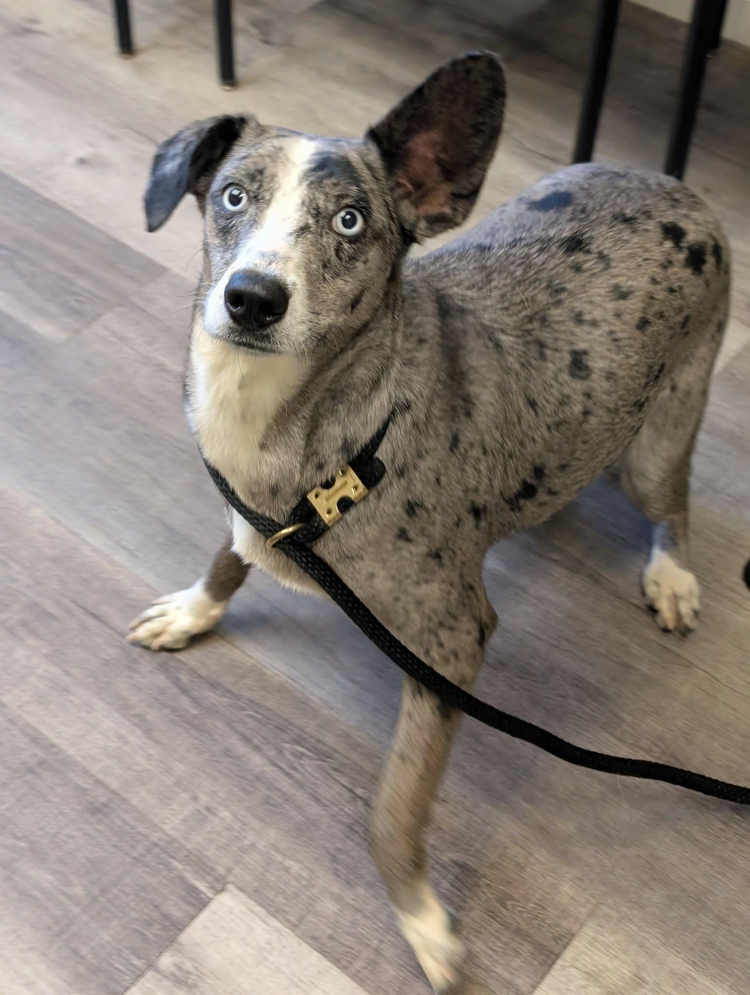 Enlarge LASSIE   $425, a ADOPTABLE mixed breed in Milwaukee, WI image 5/6