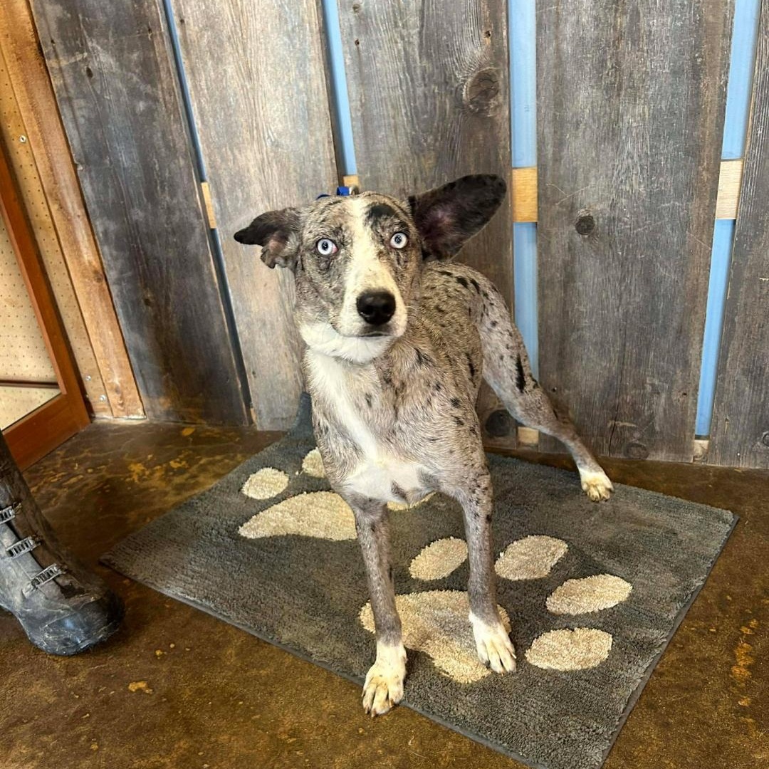 Enlarge LASSIE   $425, a ADOPTABLE mixed breed in Milwaukee, WI image 2/6