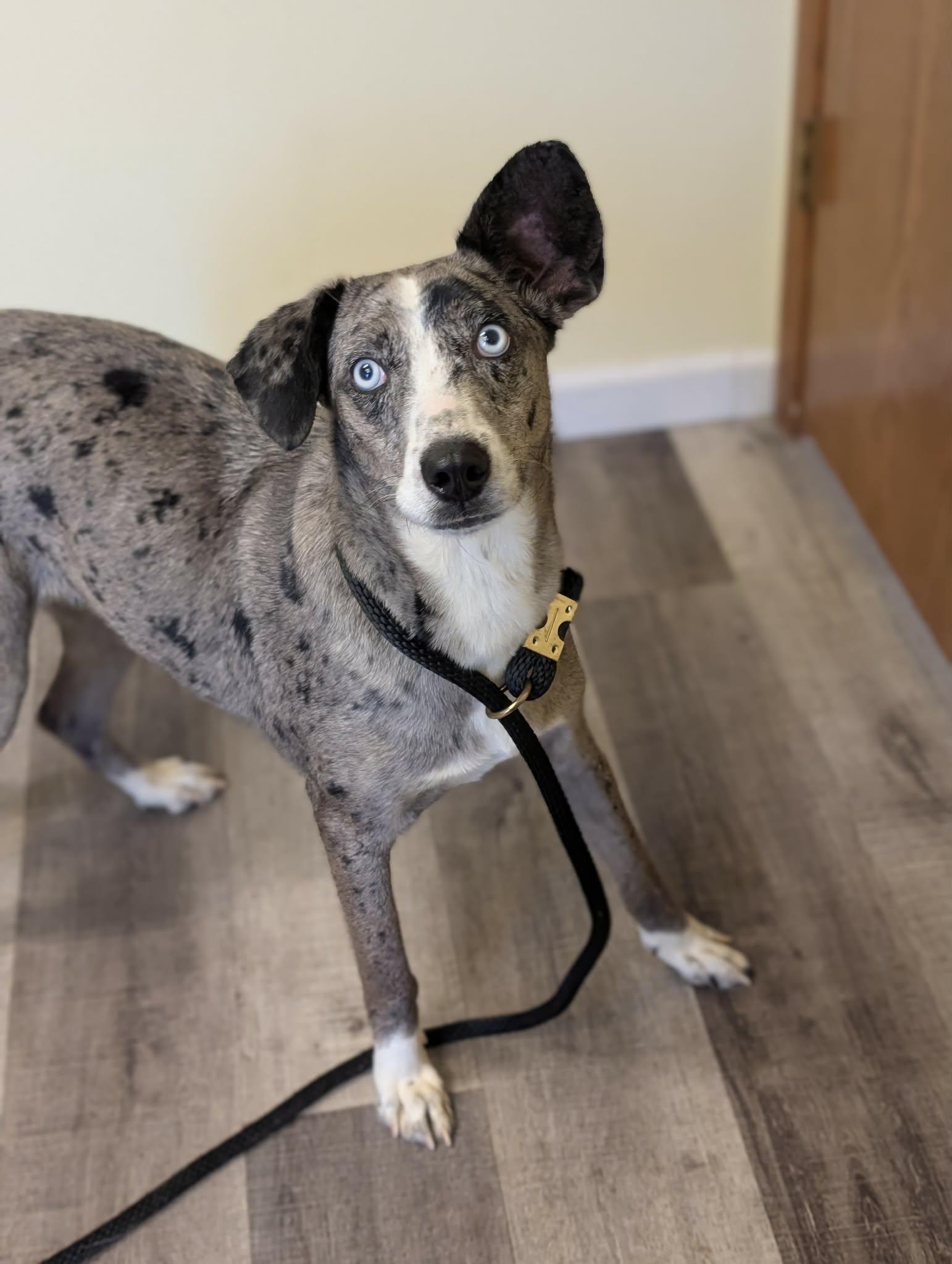 Enlarge LASSIE   $425, a ADOPTABLE mixed breed in Milwaukee, WI image 6/6