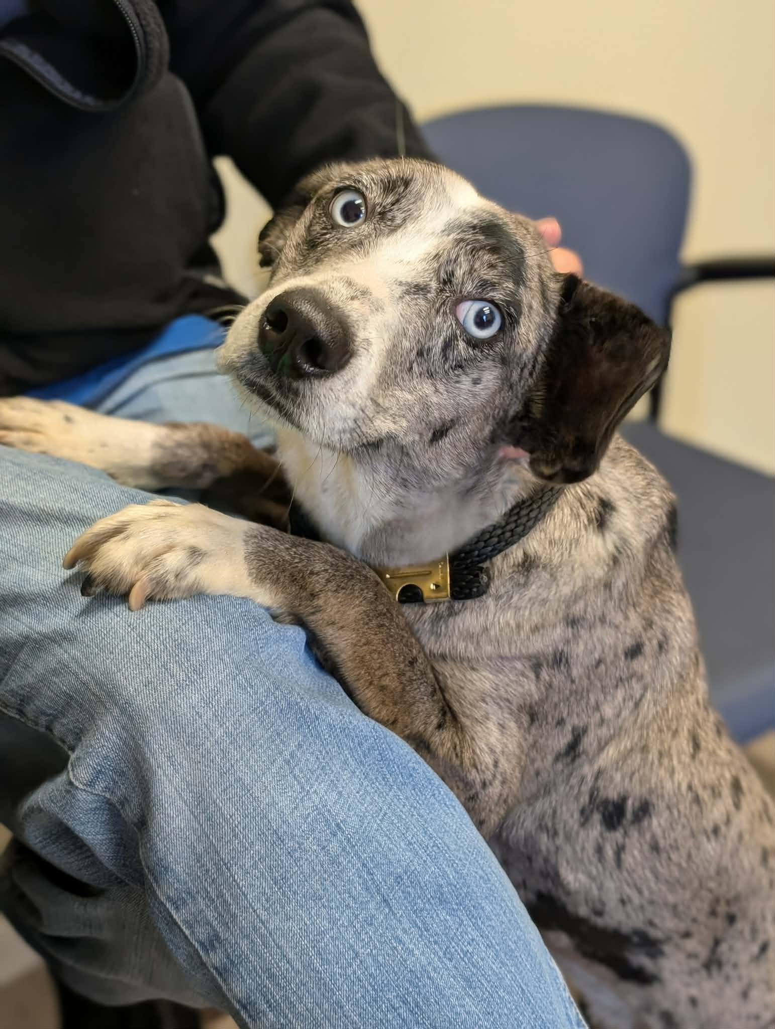 Enlarge LASSIE   $425, a ADOPTABLE mixed breed in Milwaukee, WI image 4/6