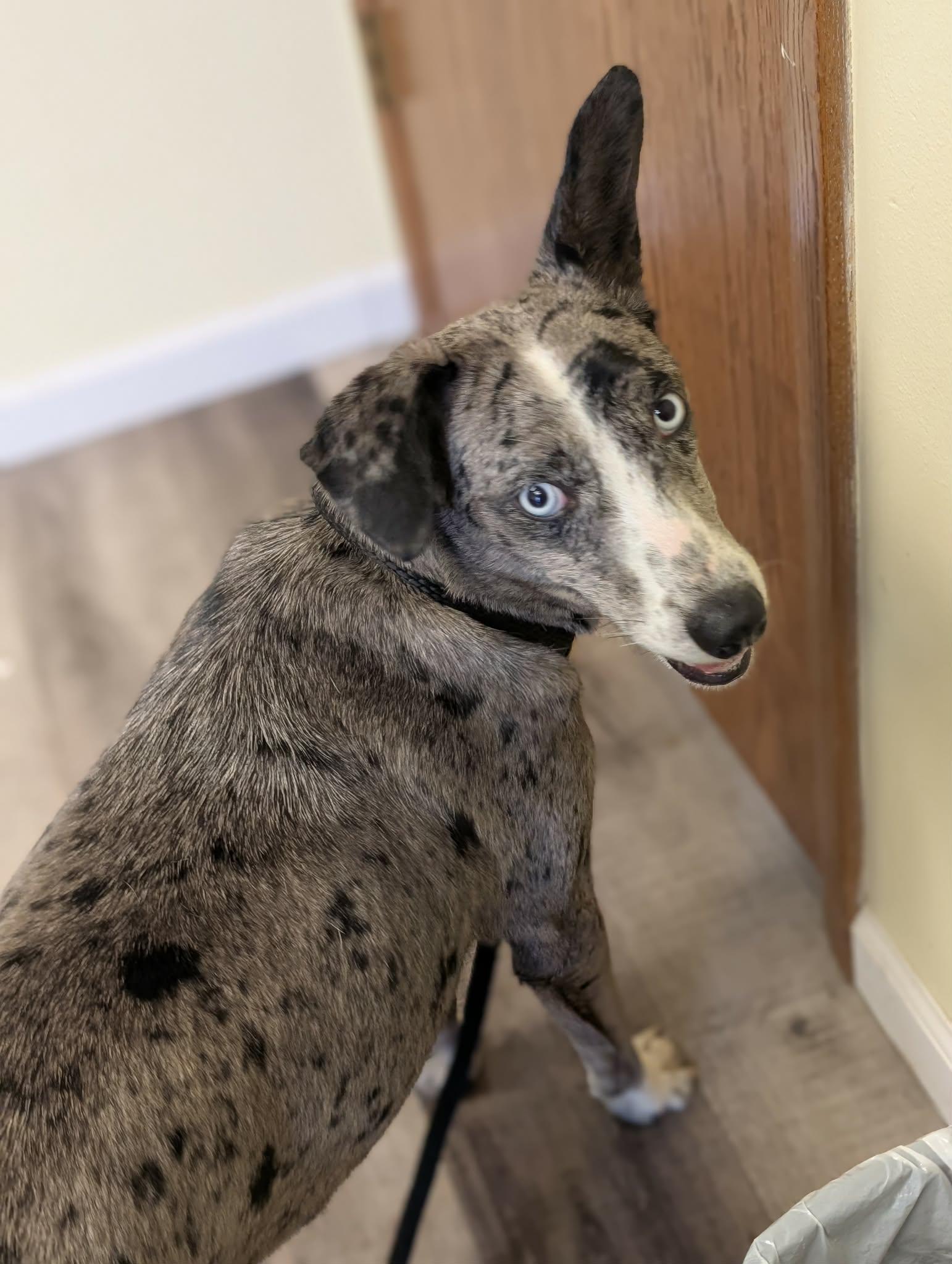 Enlarge LASSIE   $425, a ADOPTABLE mixed breed in Milwaukee, WI image 3/6