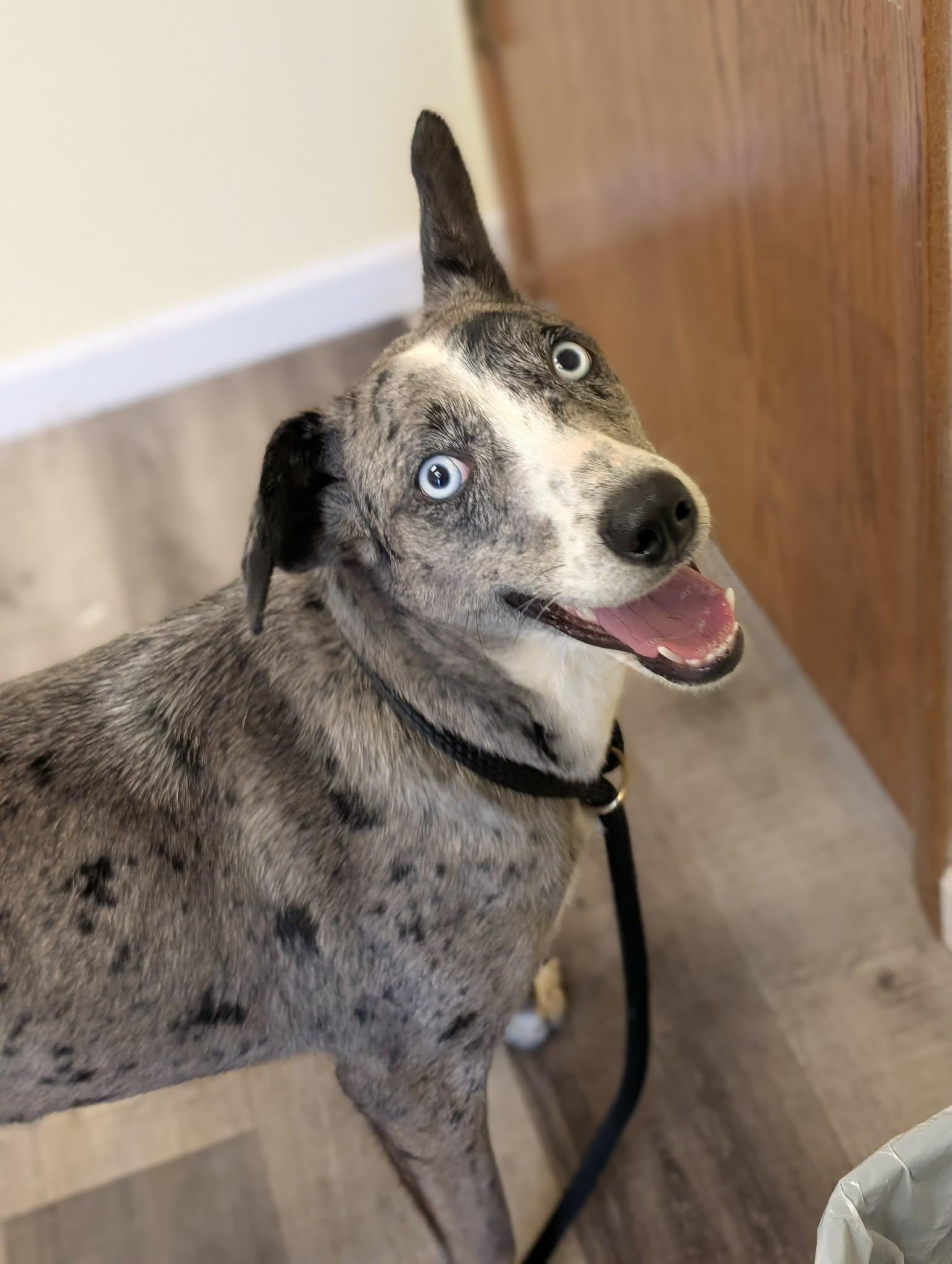 Enlarge LASSIE   $425, a ADOPTABLE mixed breed in Milwaukee, WI image 1/6