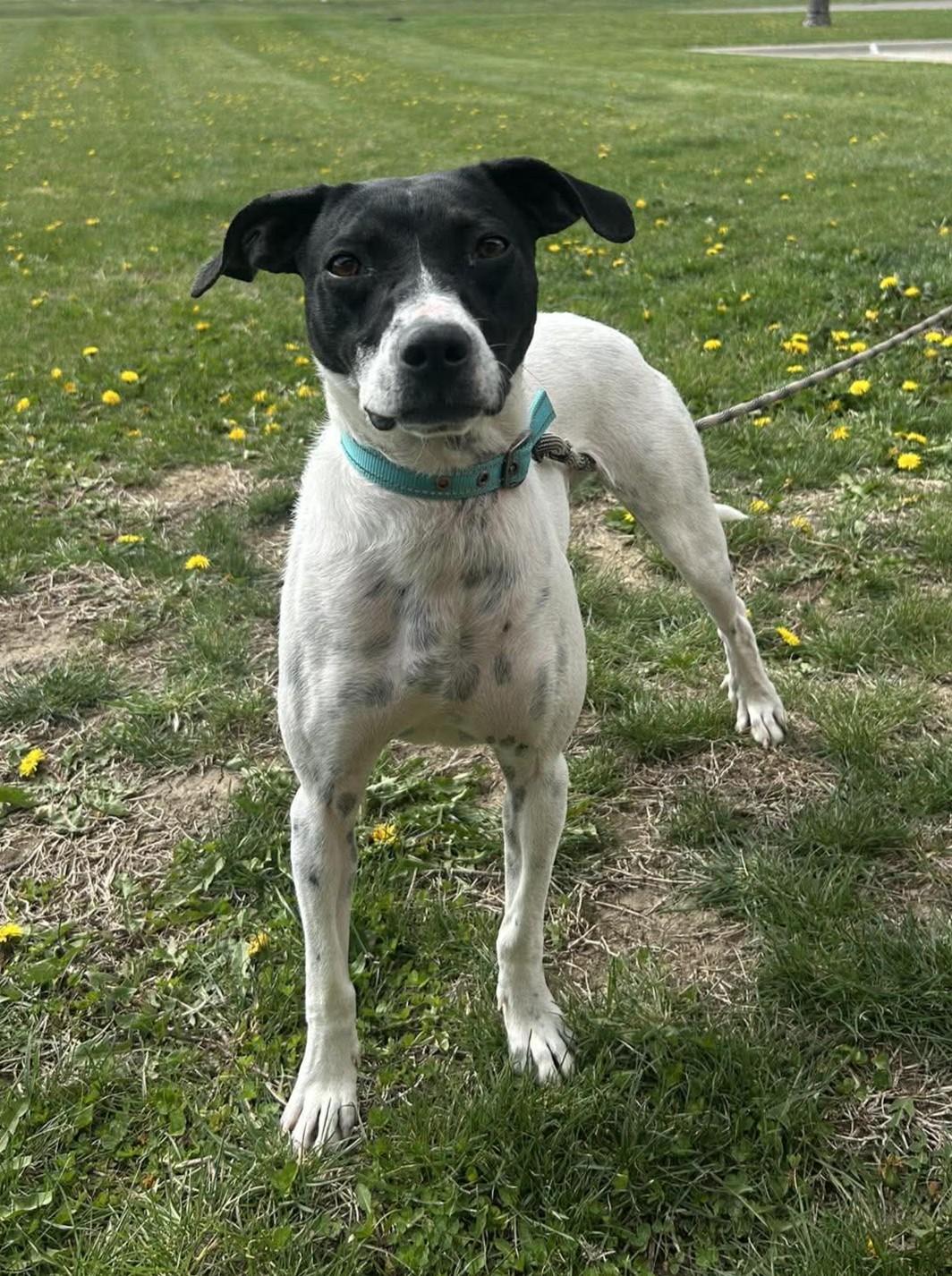 Enlarge Marilyn (Obedience Trained), a Adoptable mixed breed in Maryville, MO image 2/6