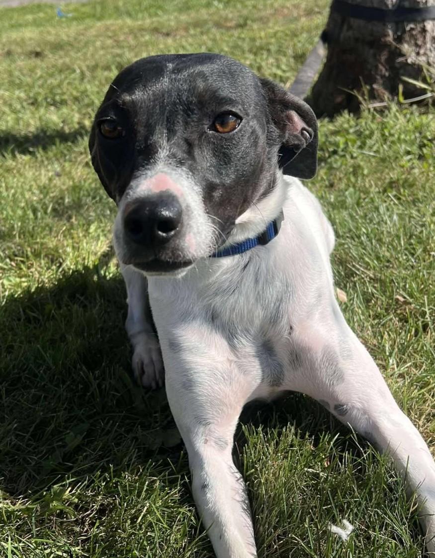 Enlarge Marilyn, a Adoptable mixed breed in Maryville, MO image 2/5