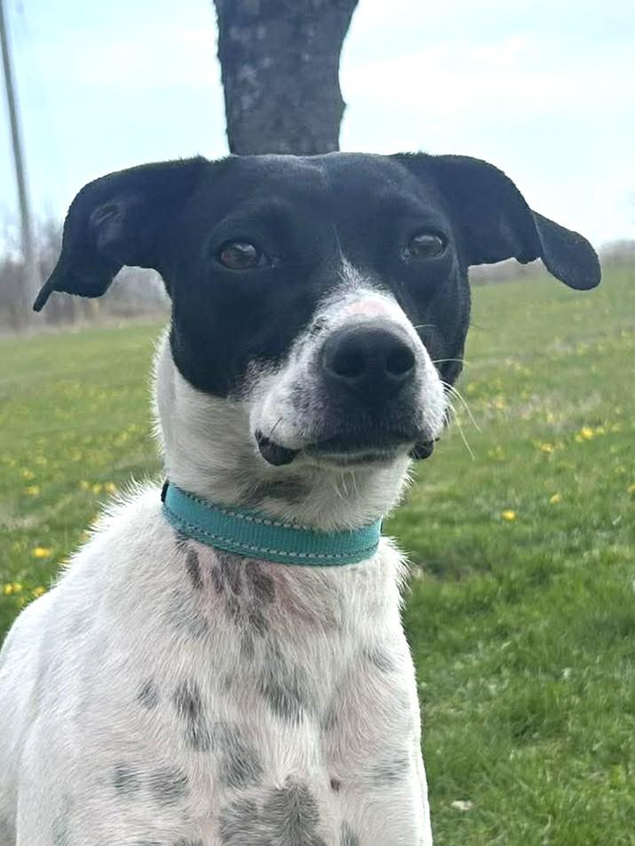 Enlarge Marilyn (Obedience Trained), a Adoptable mixed breed in Maryville, MO image 1/6