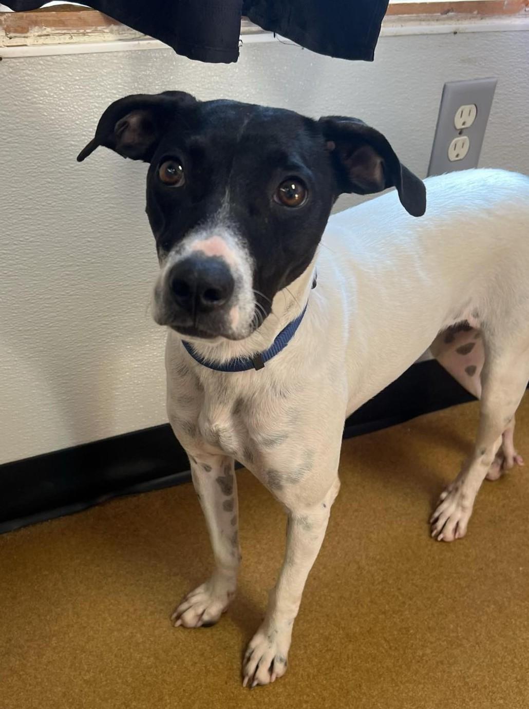 Enlarge Marilyn, a Adoptable mixed breed in Maryville, MO image 1/5