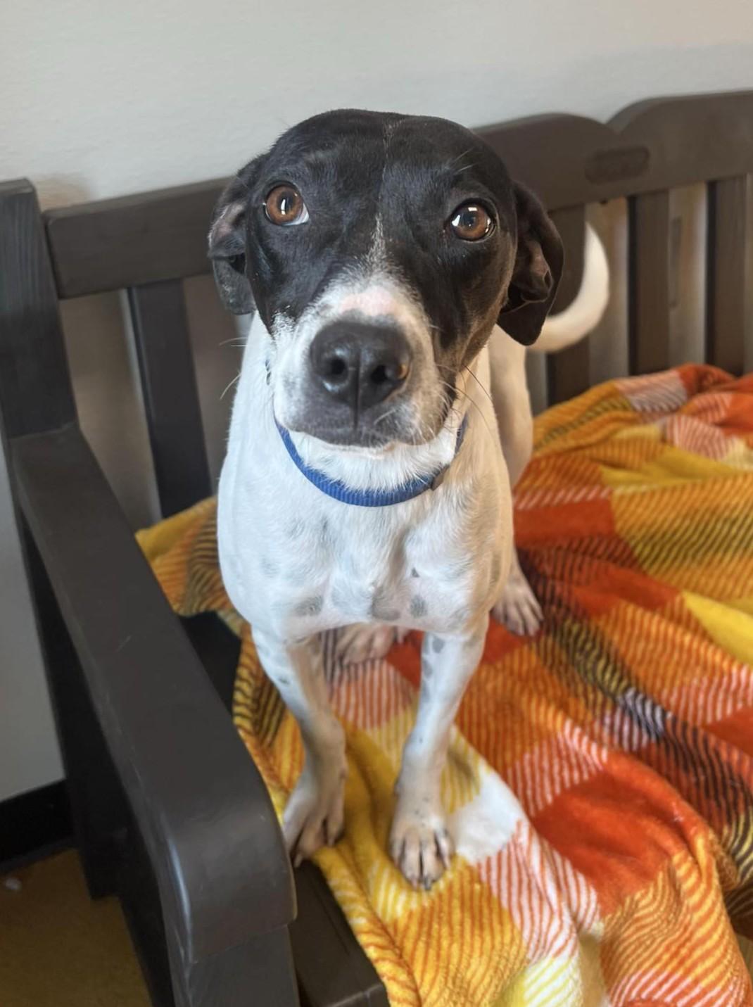 Enlarge Marilyn, a Adoptable mixed breed in Maryville, MO image 4/5