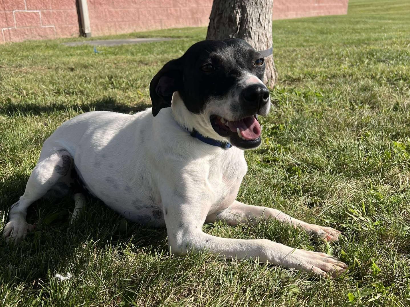 Enlarge Marilyn, a Adoptable mixed breed in Maryville, MO image 5/5