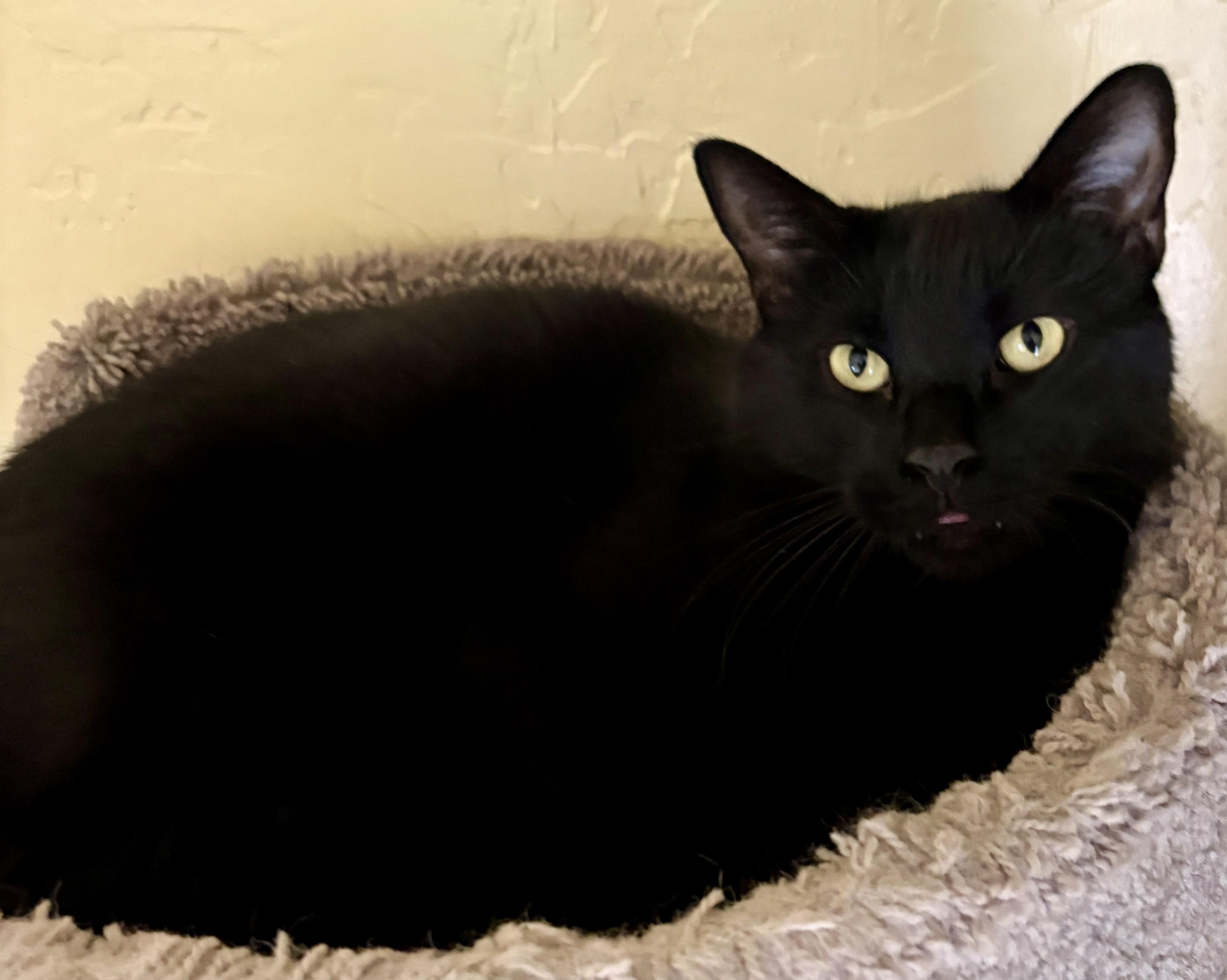 Enlarge WAYNE and WALLY, a Adoptable Tabby in Prescott, AZ image 4/5