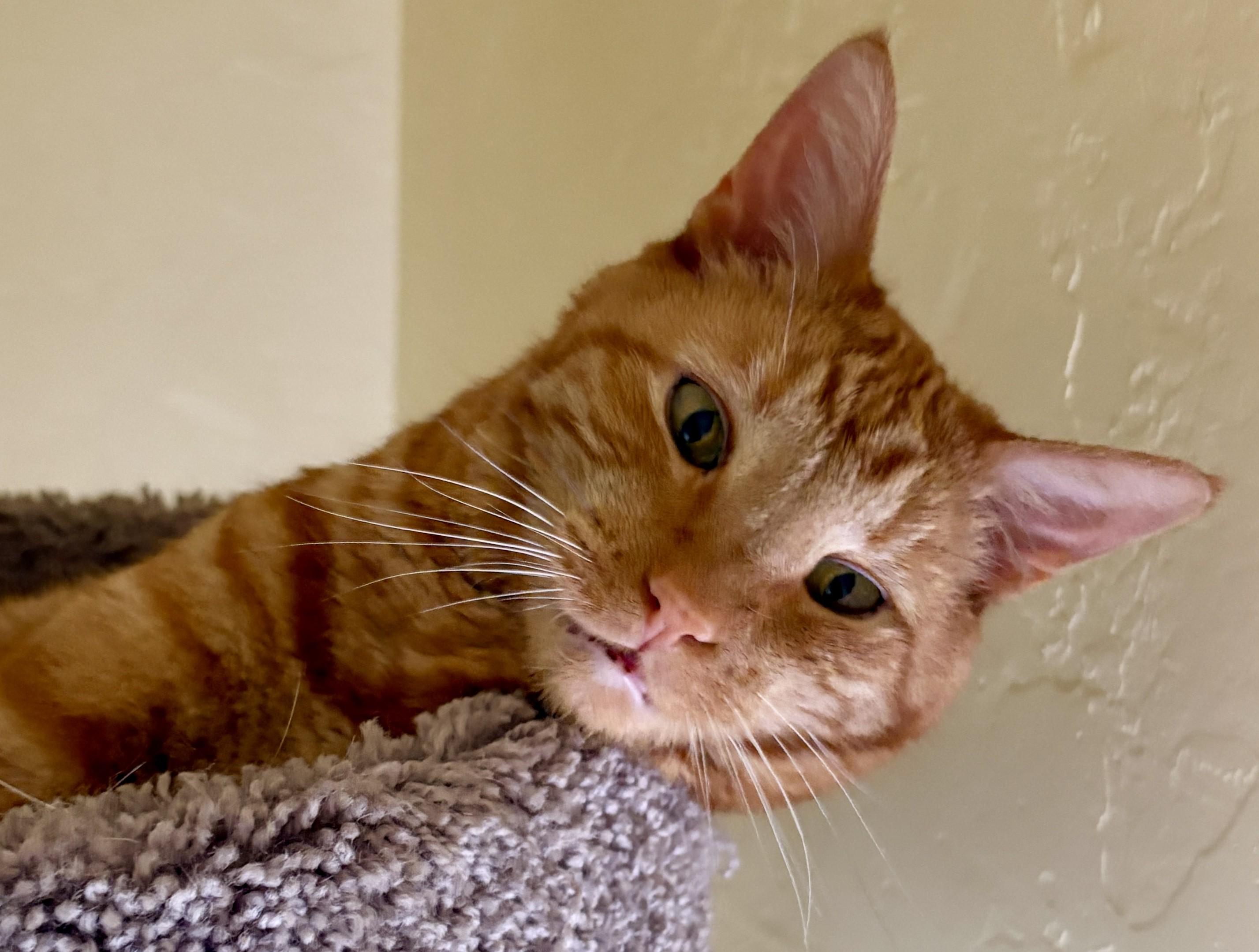 Enlarge WAYNE and WALLY, a Adoptable Tabby in Prescott, AZ image 2/5