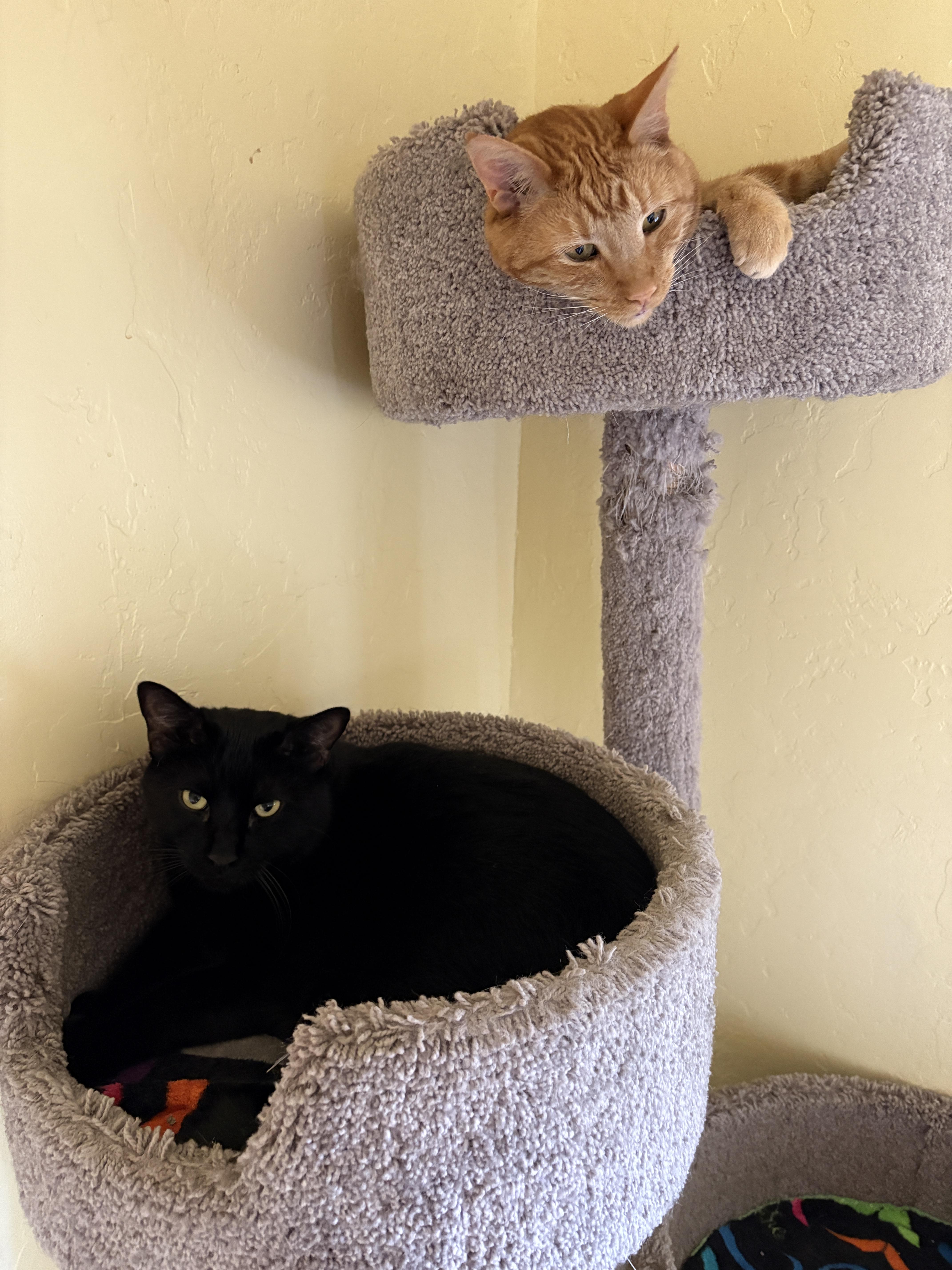 Enlarge WAYNE and WALLY, a Adoptable Tabby in Prescott, AZ image 5/5