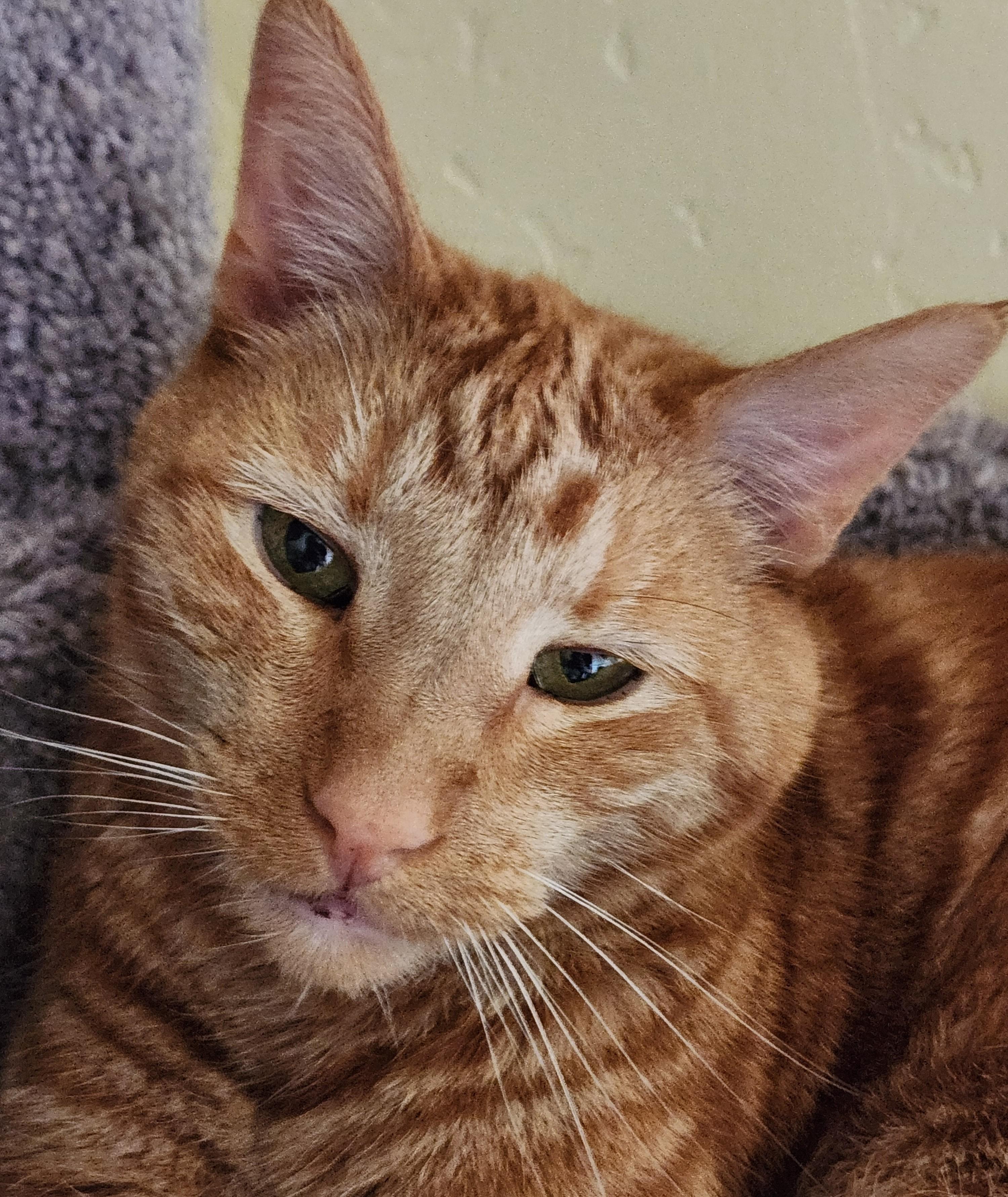 Enlarge WAYNE and WALLY, a Adoptable Tabby in Prescott, AZ image 3/5