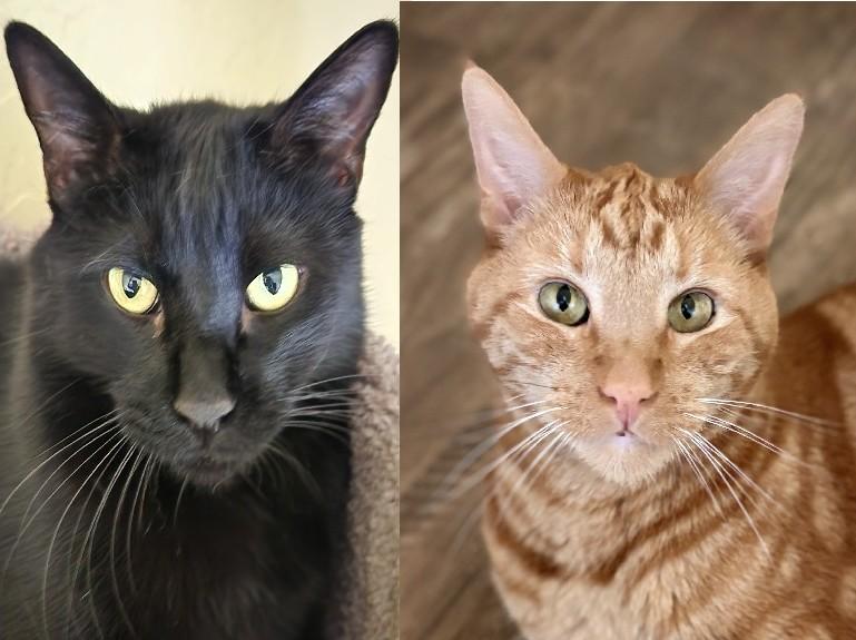 WAYNE and WALLY, Adoptable, Adult Male Tabby.
