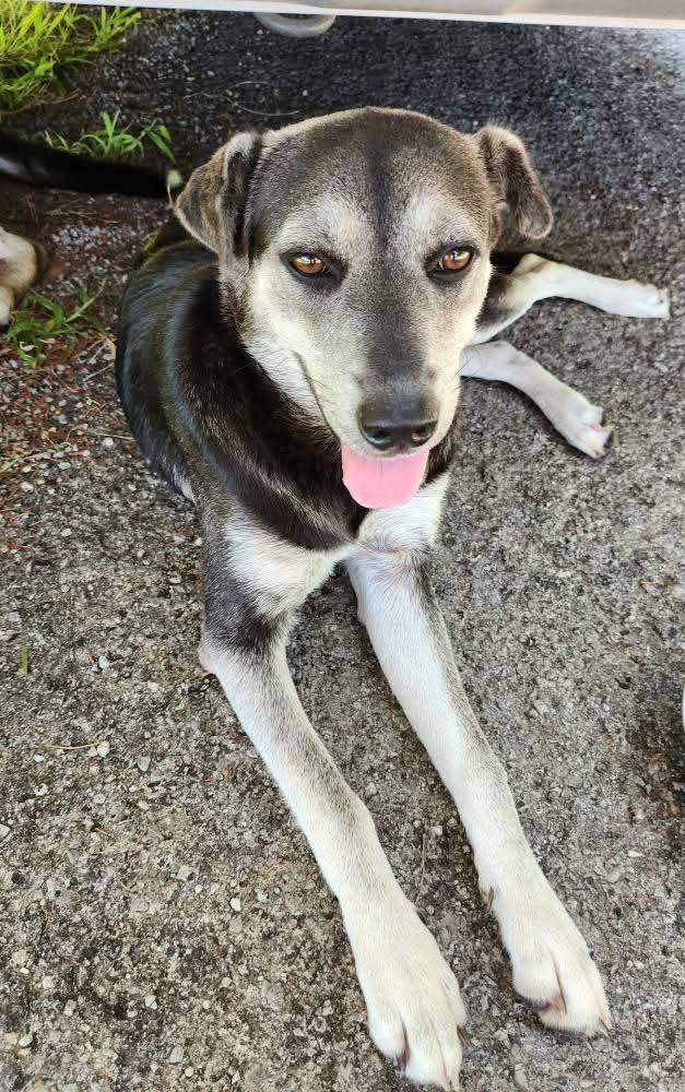 Bonnie , an adopted mixed breed in Medfield, MA image 3/4