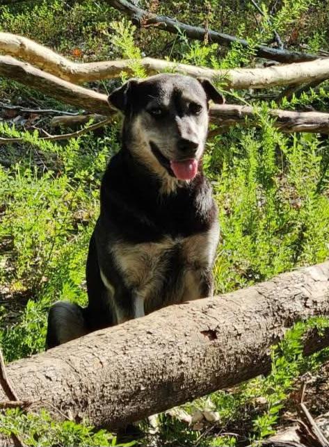 Bonnie , adopted, Adult Female Australian Cattle Dog / Blue Heeler & Labrador Retriever.