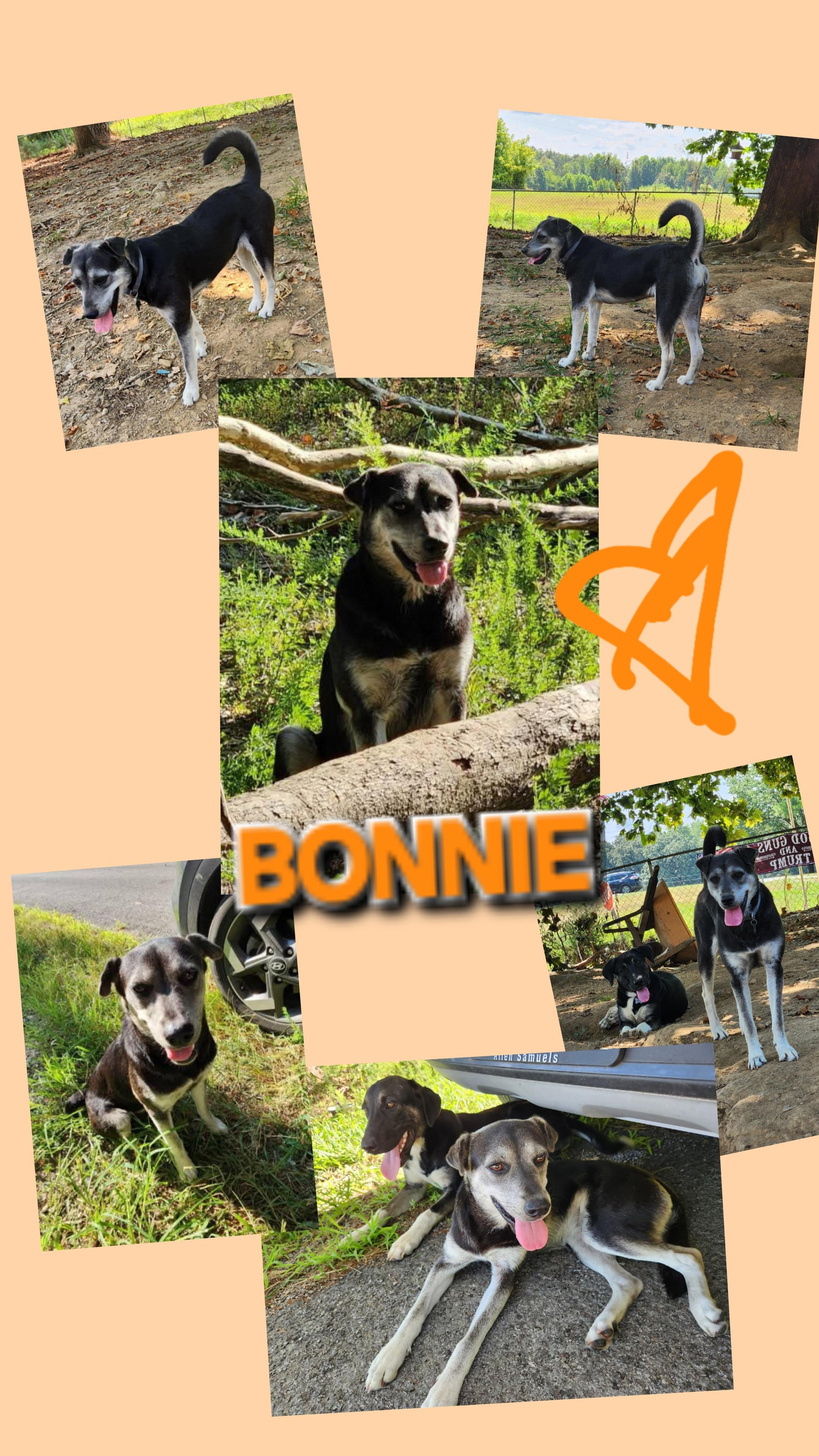 Bonnie , an adopted mixed breed in Medfield, MA image 4/4