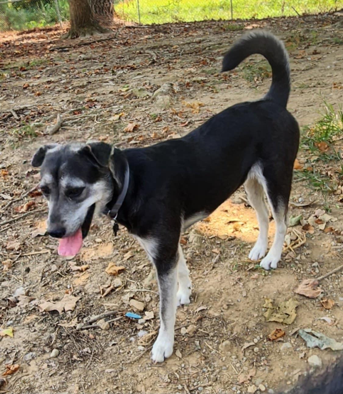 Bonnie , an adopted mixed breed in Medfield, MA image 2/4