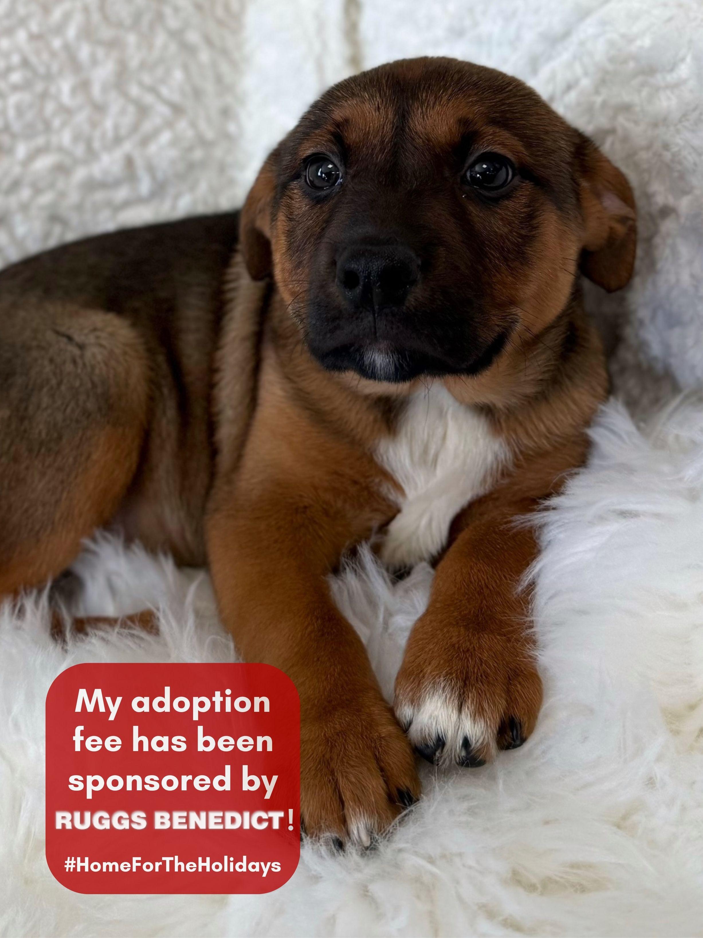 Jack, ADOPTABLE, Puppy Male Mixed Breed.