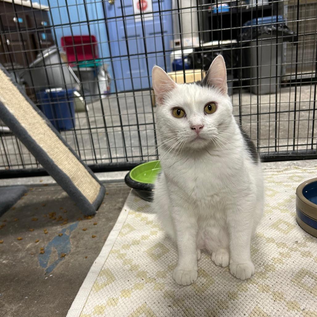 Enlarge Ducky, a Adoptable Domestic Short Hair in Tipton, IA image 1/3