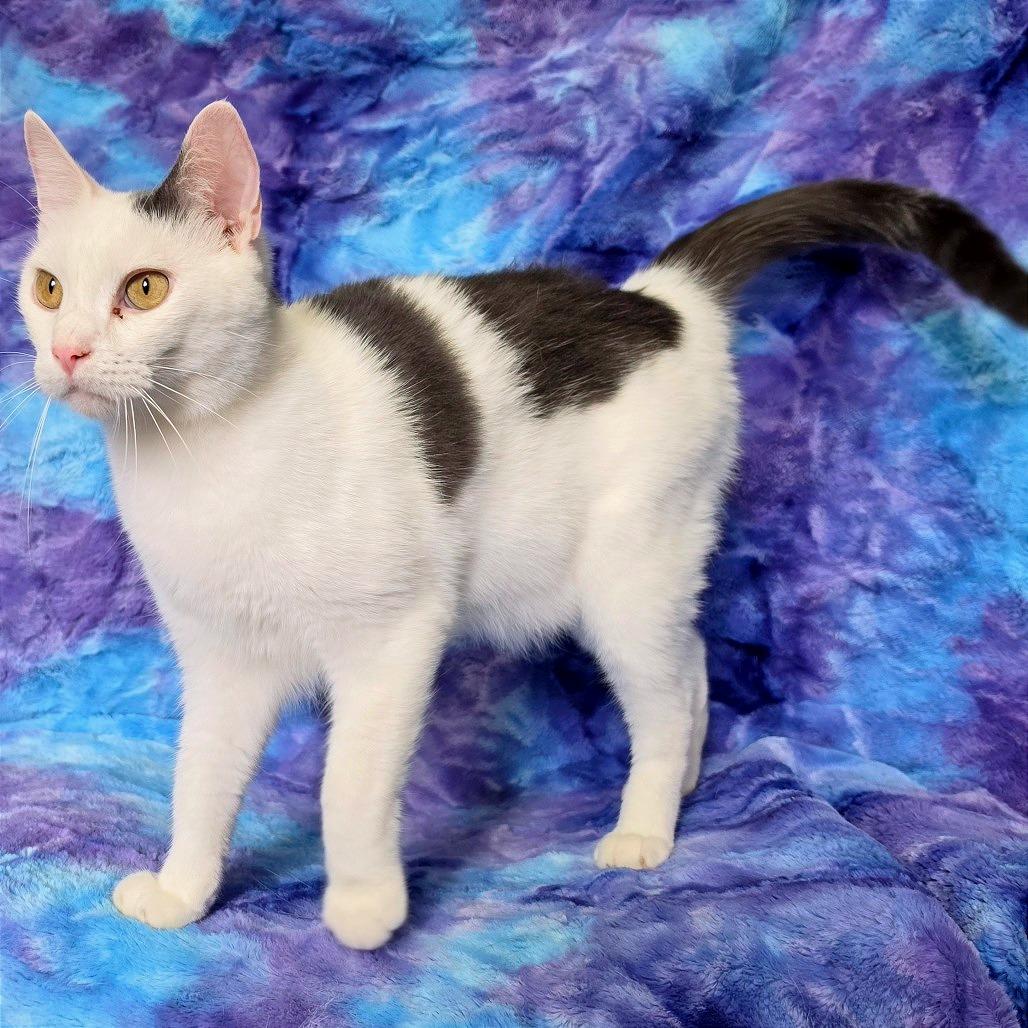 Enlarge Ducky, a Adoptable Domestic Short Hair in Tipton, IA image 4/4