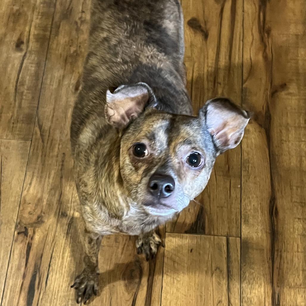 Taz, a Adoptable Chihuahua in Fond Du Lac, WI image 1/4