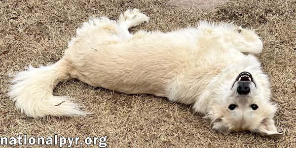 Dolly in TN - Patient & Low-Energy!