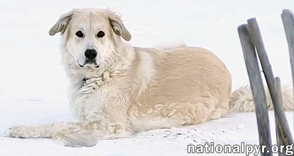 Dolly In Tn  thumbnail 3