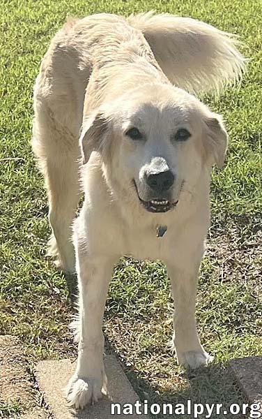 Dolly in TN - Patient & Low-Energy! — thumbnail 2