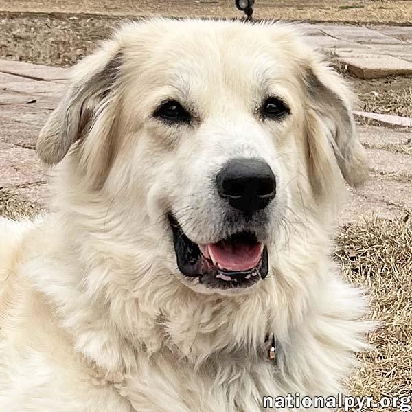 Dolly in TN - Patient & Low-Energy! — thumbnail 3