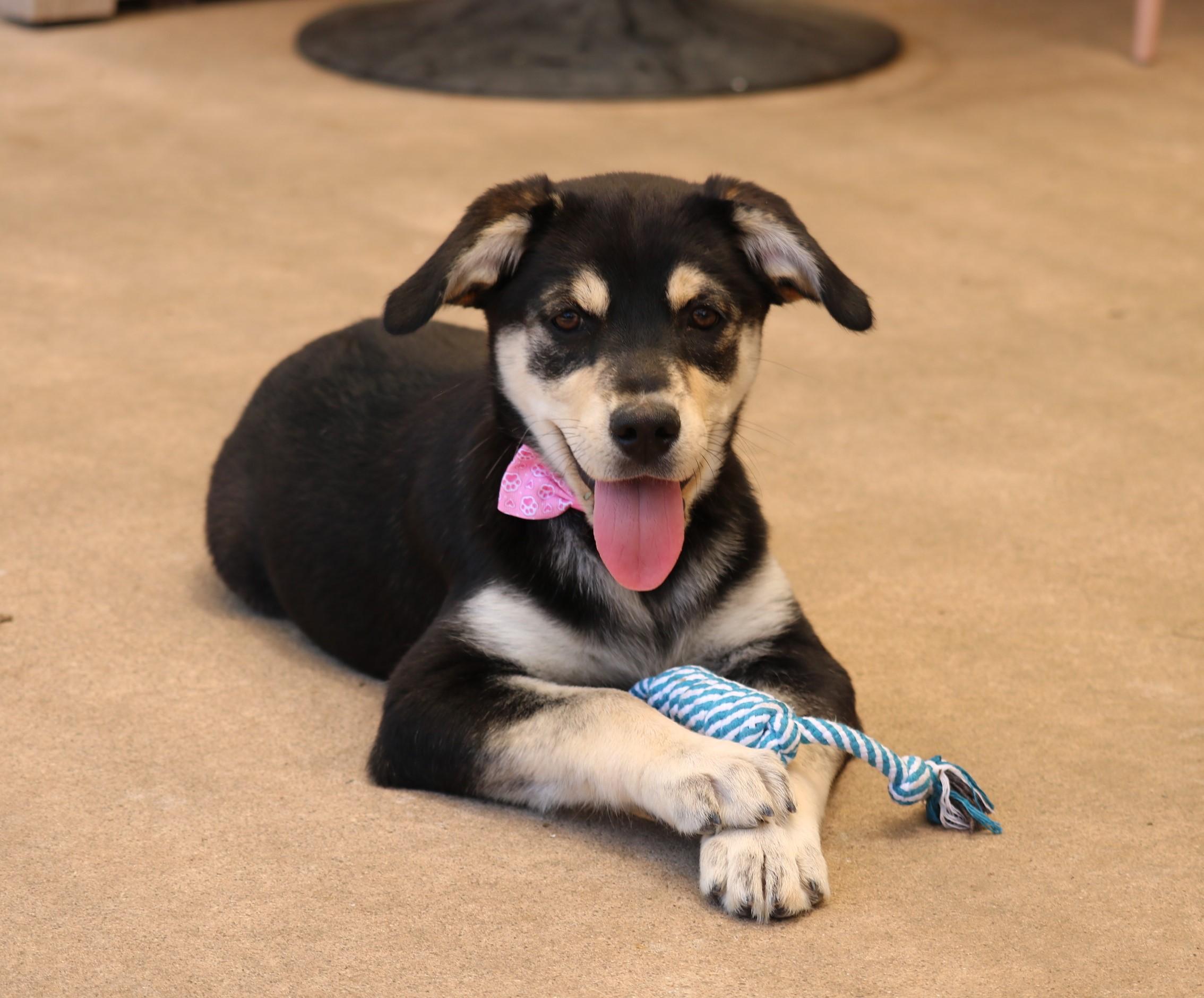 Gidget, Baby Female Golden Retriever