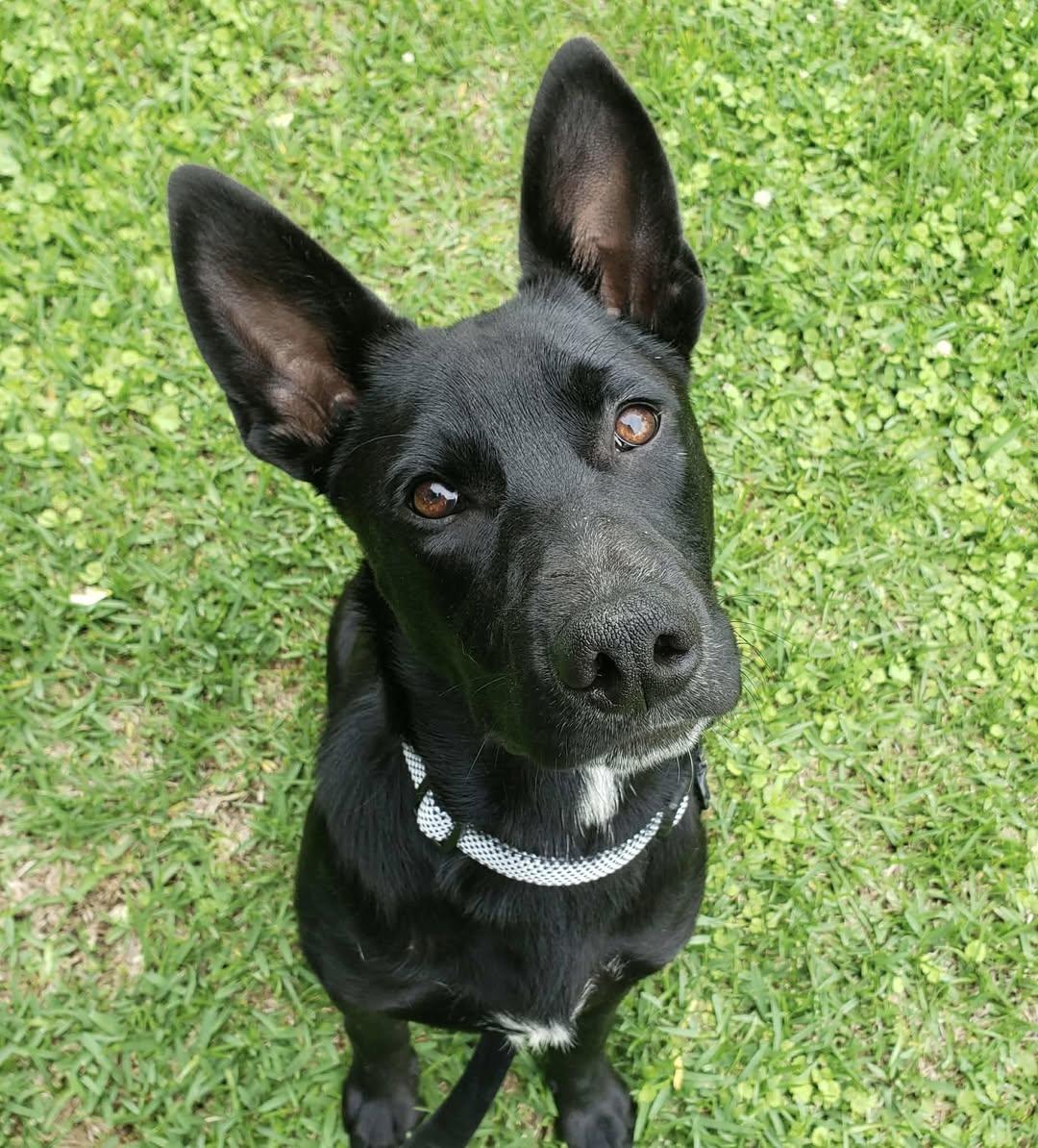 Dozer, Adoptable, Puppy Male German Shepherd Dog.