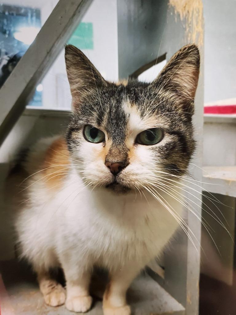 Enlarge Amber, a Adoptable Domestic Short Hair in Philippi, WV image 1/1