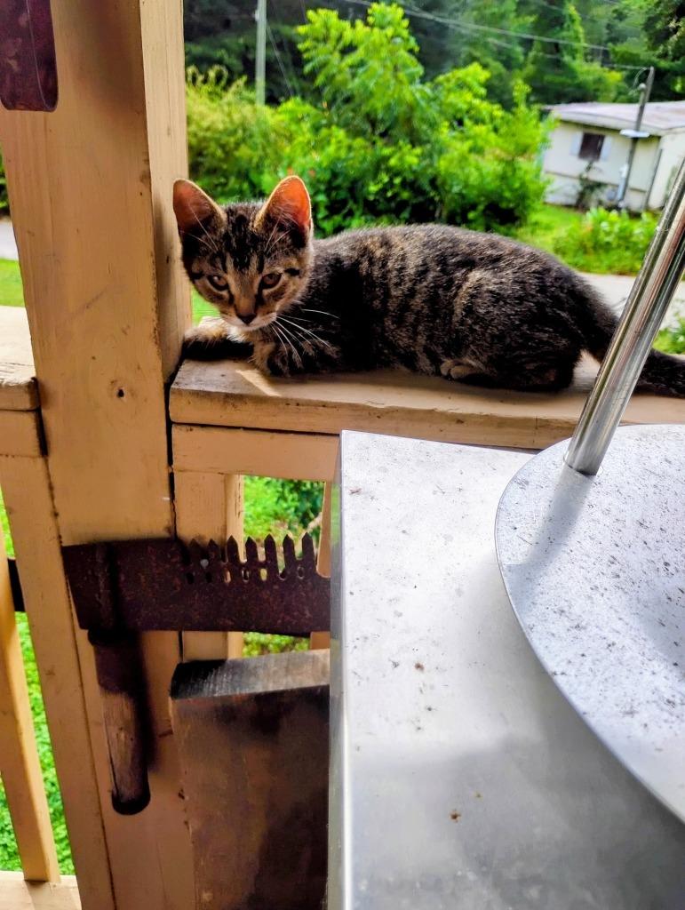 Bugsby, Adoptable, Kitten Male Domestic Short Hair.