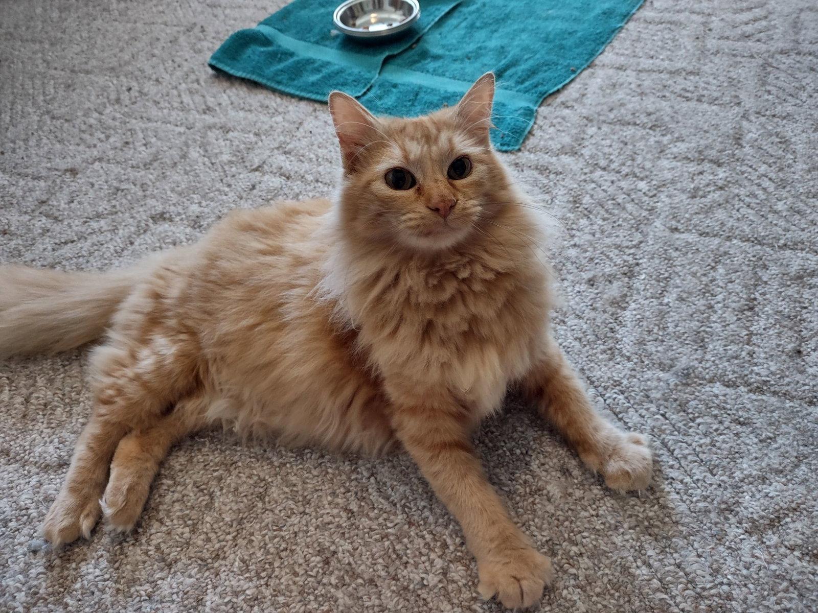 Charm, Adoptable, Adult Female Domestic Medium Hair & Tabby.